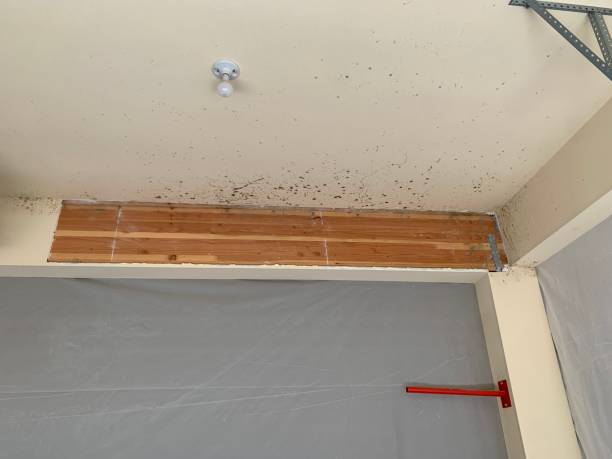 Reliable Lake Ronkonkoma, NY Mold Inspection, Removal & Remediation Solutions